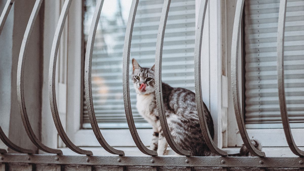 窓辺で外を見る猫