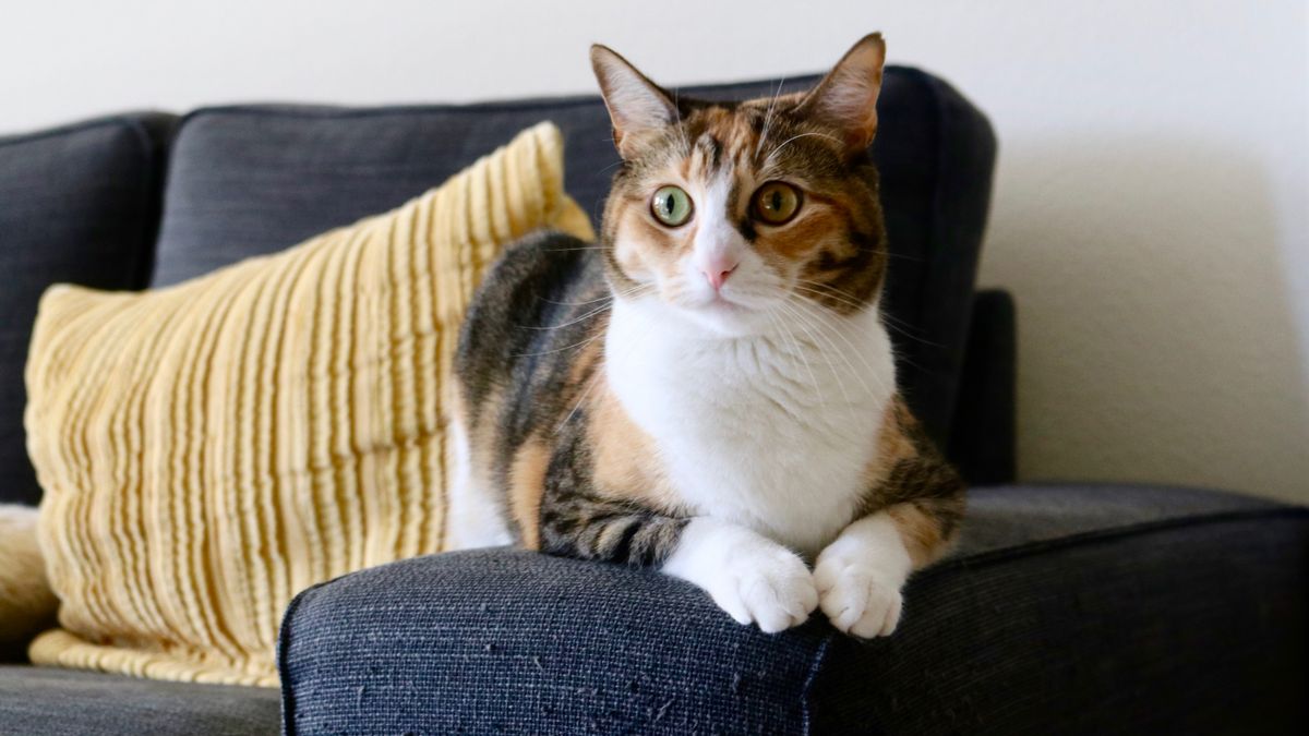 ソファでくつろぐ三毛猫