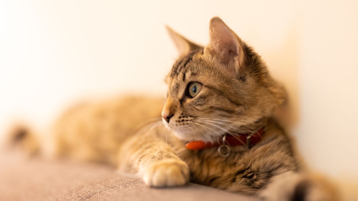 首輪をつけた猫