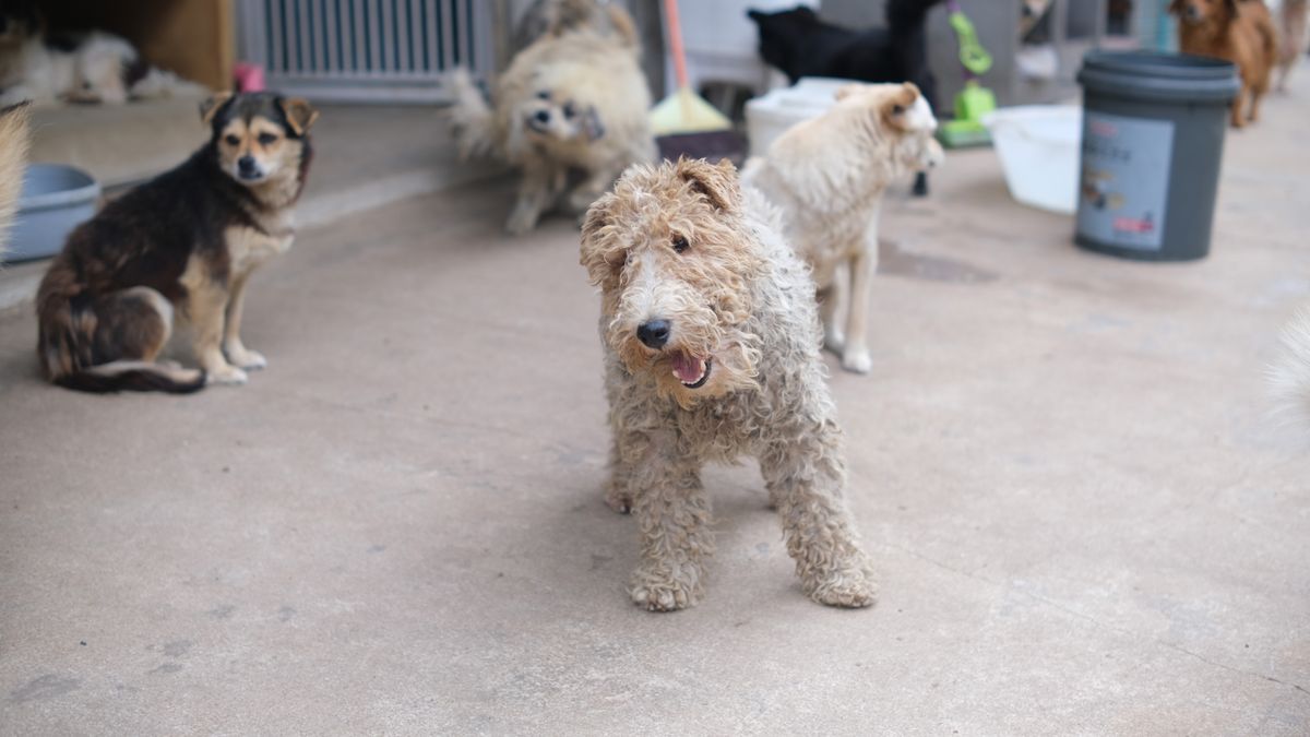 施設にいる複数の犬