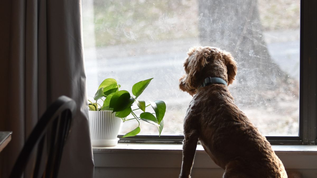 室内で外を見る犬