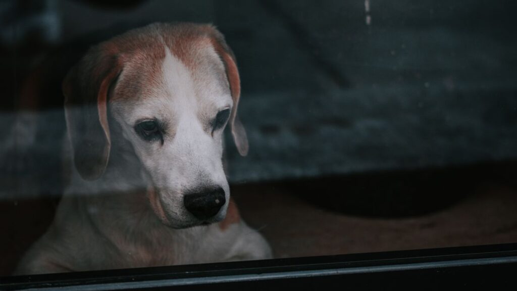 窓辺で飼い主を待つ犬