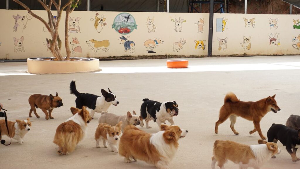ペットホテルで過ごす犬たち