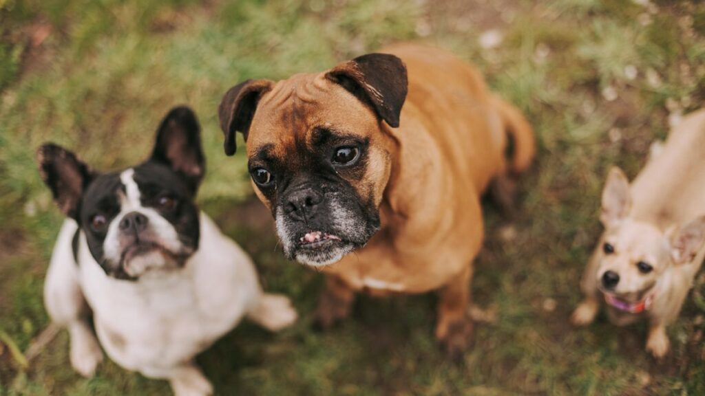 いろいろな犬種が集まる様子