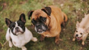 いろいろな犬種が集まる様子