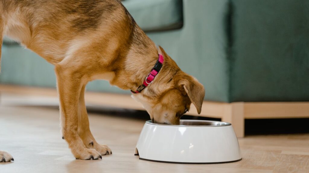 ごはんを食べる犬