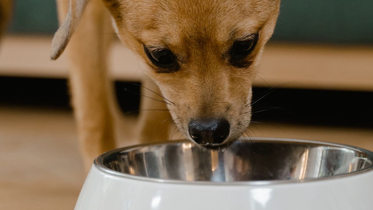 ボウルから食べるチワワ