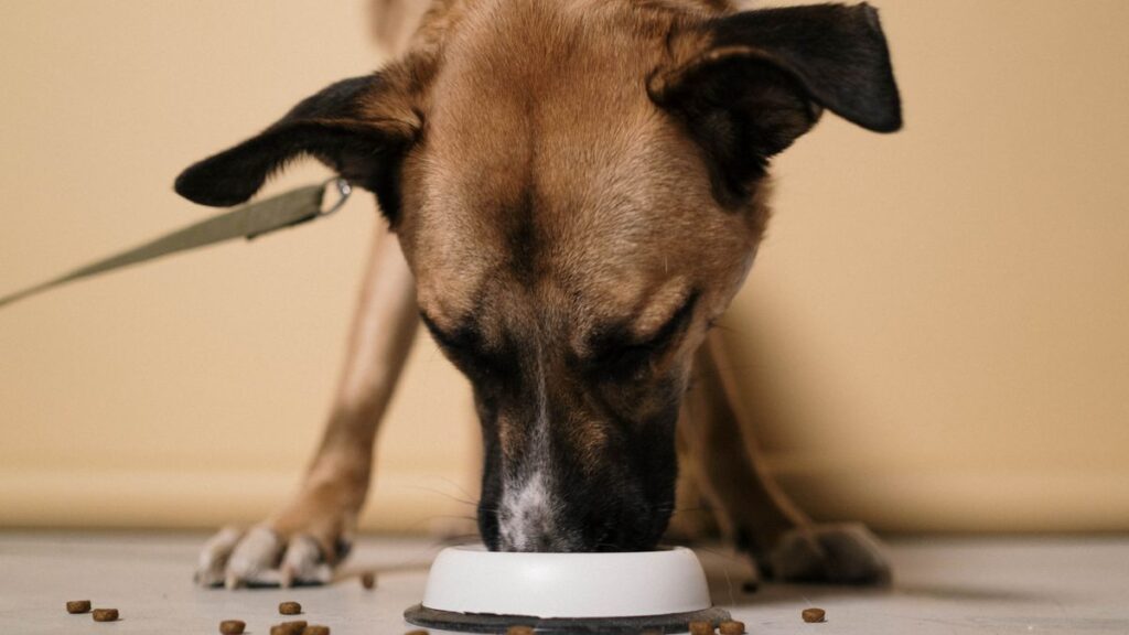 food bowlからフードを食べる犬