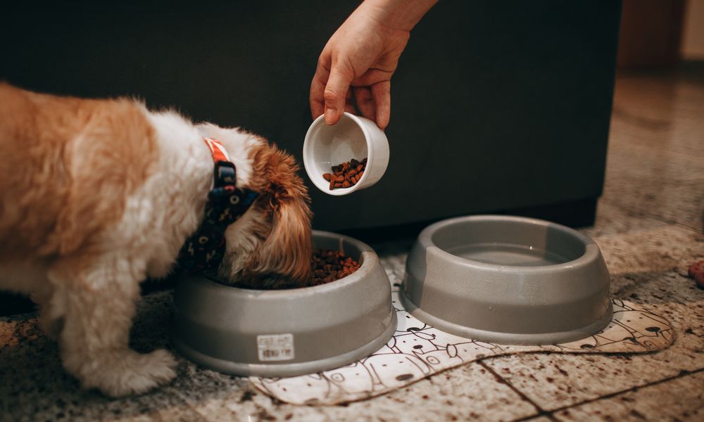 器に入ったドッグフードを食べる犬