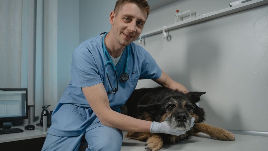動物病院で犬を診察する獣医師